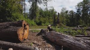 How Our Tree Care Process Works  in  Camp Wood, TX